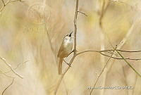 MGaves 3221 Cantorchilus modestus.jpg