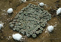 EHX0475 Lophophora williamsii.JPG