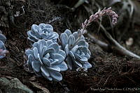 MASM01388 Echeveria laui.jpg