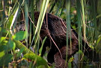 FBA0530 Alouatta pigra.jpg