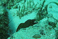 BDPyJCPP048 Gymnothorax vicinus.jpg