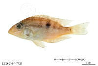 ME006 Peces 060 Thorichthys meeki.jpg