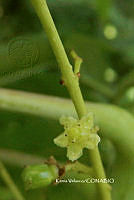 ME010 KV 01528 Cyrtocarpa kruseana R.M. Fonseca, 2005_.JPG