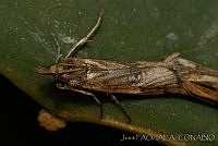 OIEA0012 Cactoblastis cactorum.jpg