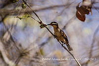 ZAPF0150 Campylorhynchus rufinucha.jpg