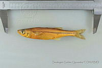 SGQ2881 Chirostoma humboldtianum.jpg