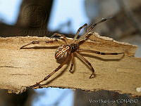VHL0258 Latrodectus.jpg