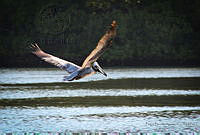 FBA0591 Pelecanus occidentalis.jpg