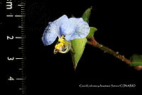 Huitz 0771 Commelina erecta.jpg