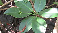 UM002 S0043 Rhizophora mangle.jpg