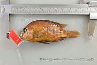 RQTG1015 Herichthys labridens.jpg