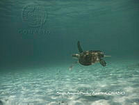 SAFA0110  Caretta caretta.JPG