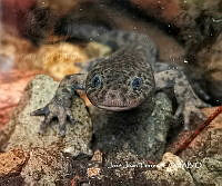 MN6F0125 Ambystoma altamirani.jpg