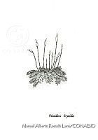 MARL0299 Fissidens bryoides.jpg