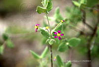CAR 0064 Allionia incarnata.jpg