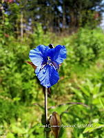 SG002 0254 Commelina tuberosa.jpg
