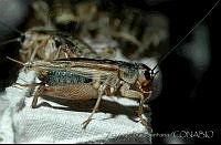 ZCS0001 Acheta domesticus.jpg