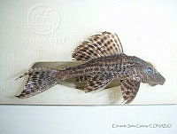 ESG0069 Pterygoplichthys disjunctivus.jpg