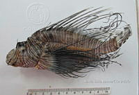 HE009 P 1554 Pez león asiático.JPG