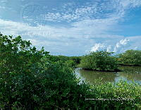 TE001 0256 Hábitat de Crocodylus acutus.jpg