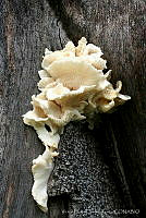 VHCR001 Polyporus sp..jpg