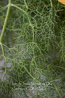IMDOC3981 Foeniculum vulgare.jpg
