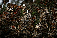 IDG1849 Danaus plexippus.jpg