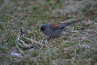 IMDOC0377 Junco phaeonotus.jpg