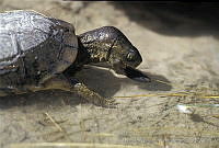 AB0227 Terrapene coahuila.jpg