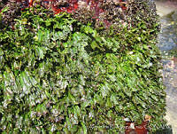 UNAMARC-0006 Caulerpa sertularioides.jpg