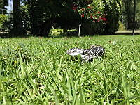 IAFL02 Abronia taeniata.jpg