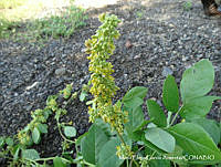 MEGA 0056 Nissolia fruticosa.JPG