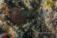 NE018 0254 Platydoris angustipes.jpg