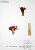 JJSE0664 Echinocereus fendleri ssp. rectispinus.JPG