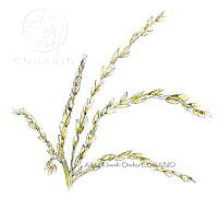 AIO 074 Zea mays subsp parviglumis.jpg