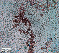 LDGR064 Pyropia pendula.jpg