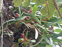 JF092 1397 Maxillaria cuculata.jpg