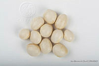 IMDOC2548 Phaseolus lunatus.jpg