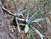 OTVBK029 0222 Agave applanata.jpg