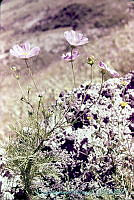 871 Cosmos bipinnatus.jpg