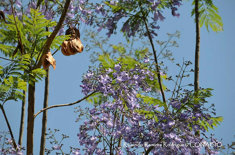 RRR0526%20Jacaranda%20mimosifolia.jpg.nyeS JD0MZGFx9FhQA3g0JtbmFja29CbnFuZ3NAbXJ6LGtwZwA.tQeaX 8nr7