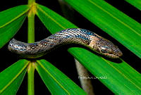 PM0210 Hypsiglena torquata.jpg