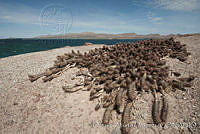 OAO0169 Stenocereus eruca.jpg