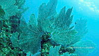 NE018 0368 Acropora palmata.jpg