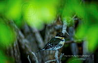 FBA0980 Chloroceryle americana.jpg