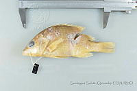 SGQ1427 Lutjanus argentiventris.jpg