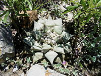 CGVM0457 Ariocarpus retusus ssp. retusus.jpg