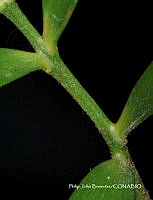 PJB ME014 218 Zamia paucijuga.JPG