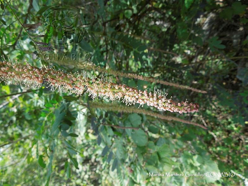 Proy%20JF091%200024%20Alvaradoa%20amorphoides.JPG.nyen8IL MXOnkxdjQA3g0JtbmFja29CbnFuZ3NAbXJ6LGtwZwA.5 ccvK mTl