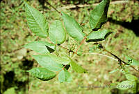 FGM2539 Toxicodendron radicans.JPG